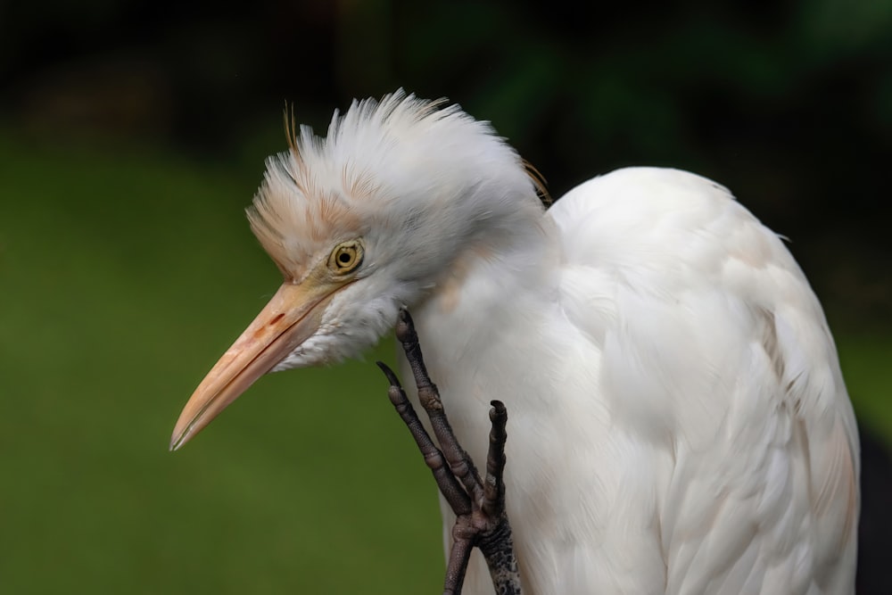 a white bird with a long beak