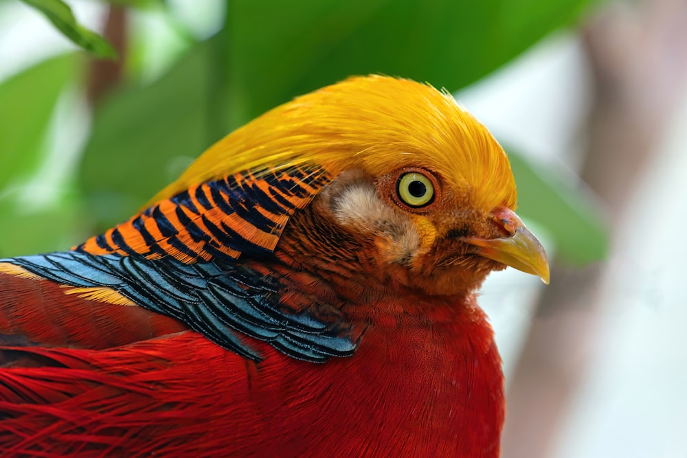 a bird with a yellow and red head