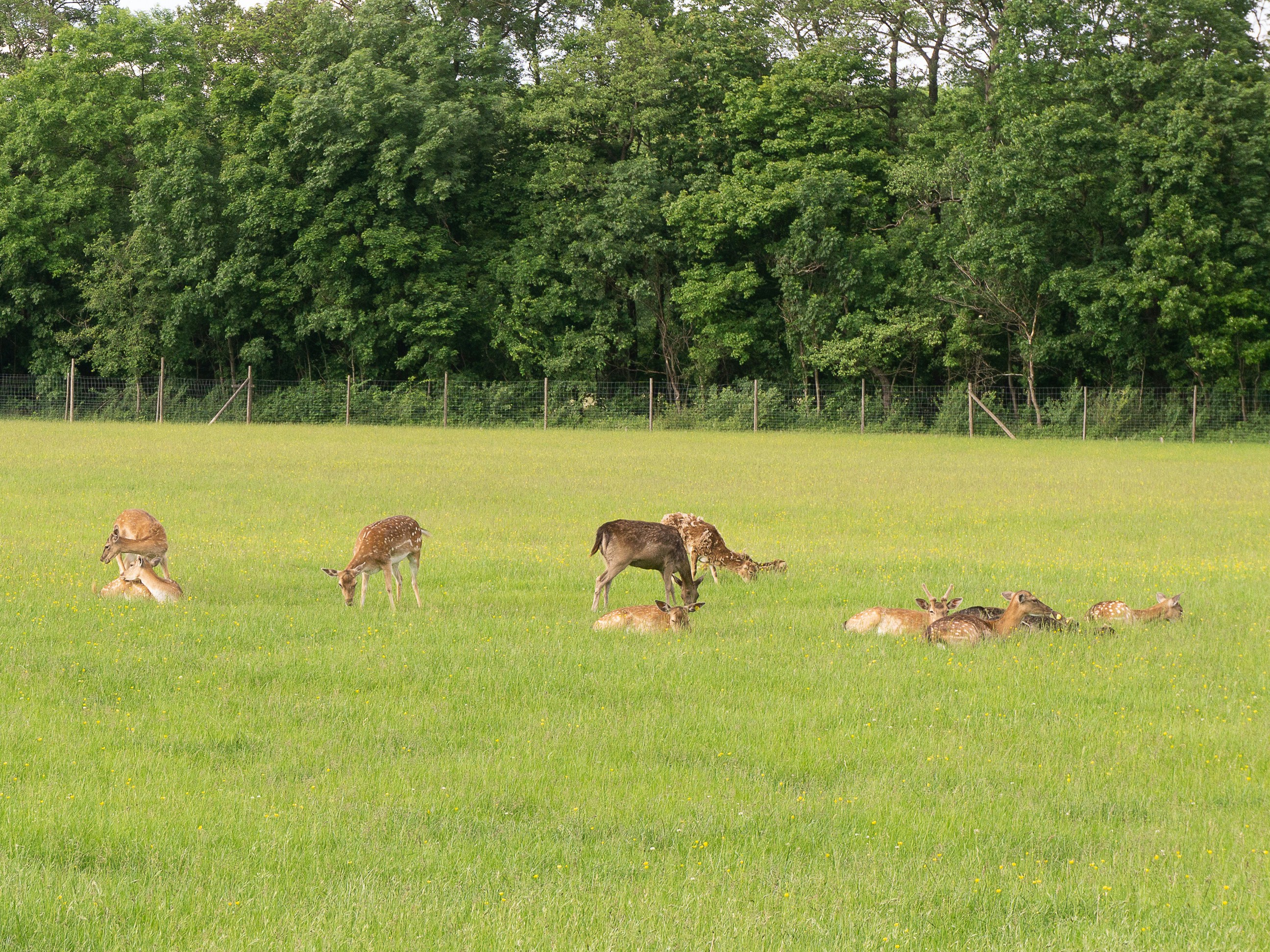 A group of deer in a field photo Free Lainzer tor Image on Unsplash