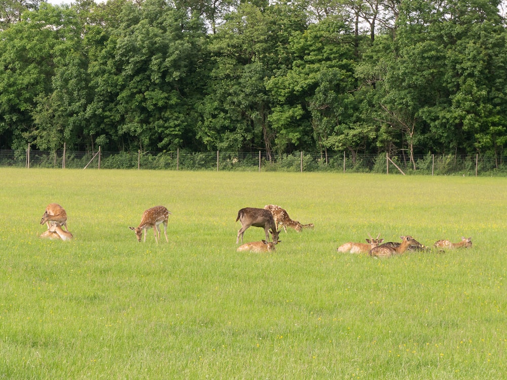 a group of deer in a field