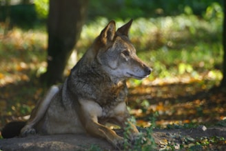 A serene wolf resting among blooming purple and pink wildflowers under a starry sky.