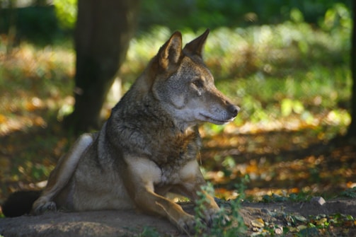 A serene wolf resting among blooming purple and pink wildflowers under a starry sky.