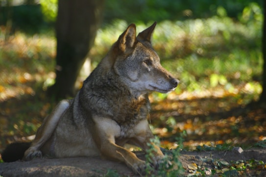 A wolf rests calmly on the forest floor, surrounded by a background of blurred foliage. The sunlight gently filters through the leaves, casting dappled shadows on the ground and highlighting the wolf's textured fur.