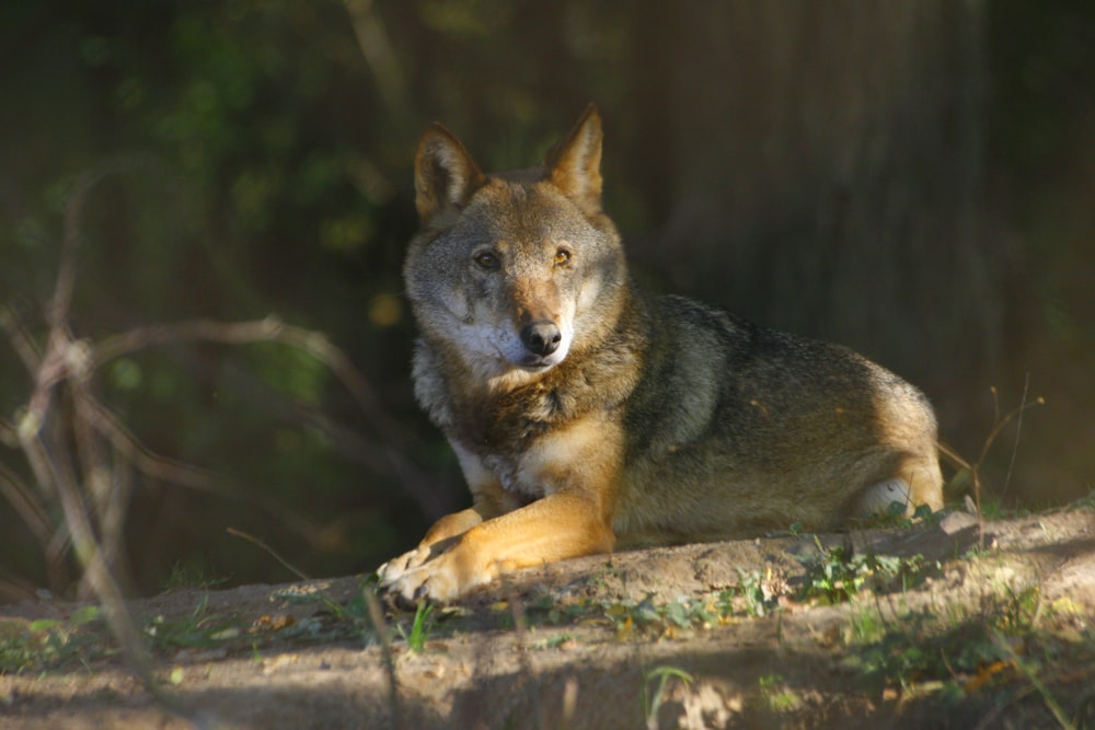 a wolf lying on a log