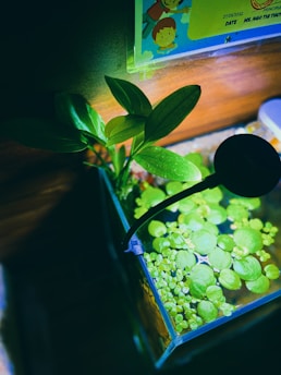 A small aquarium containing floating green plants and submerged foliage. A black lamp or filter tube is visible extending over the tank. A plant with broad leaves grows from the corner of the glass tank. In the background, there is a partially visible colorful sign with cartoon characters.