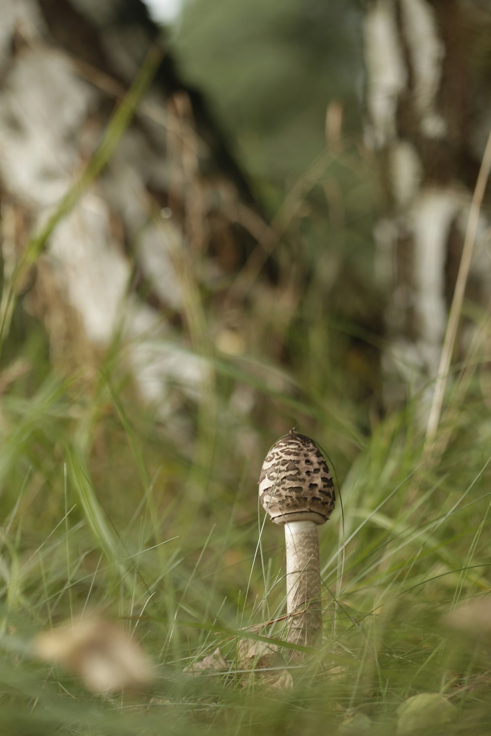 a mushroom growing in the grass