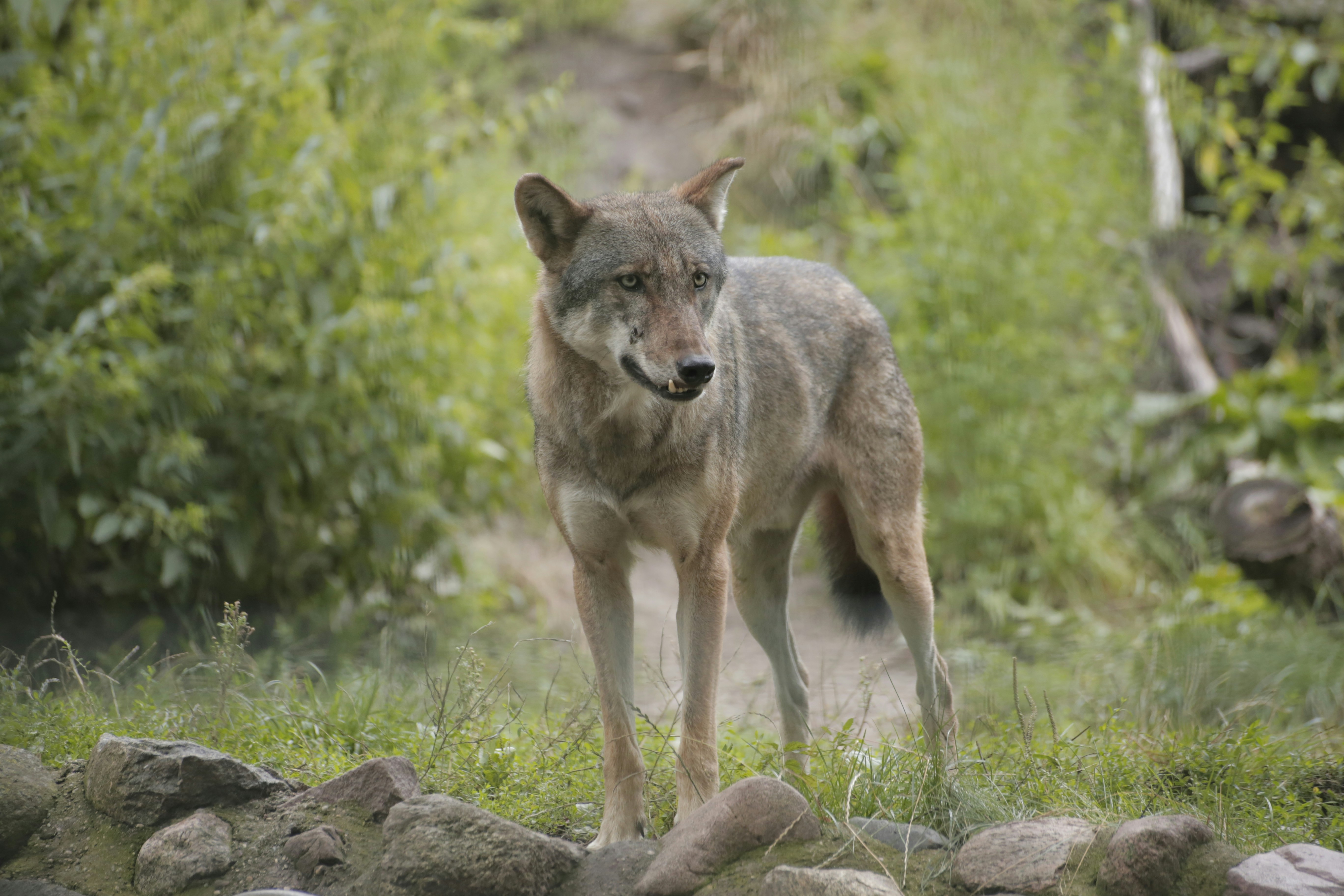 Rising Gray Wolf Numbers In California