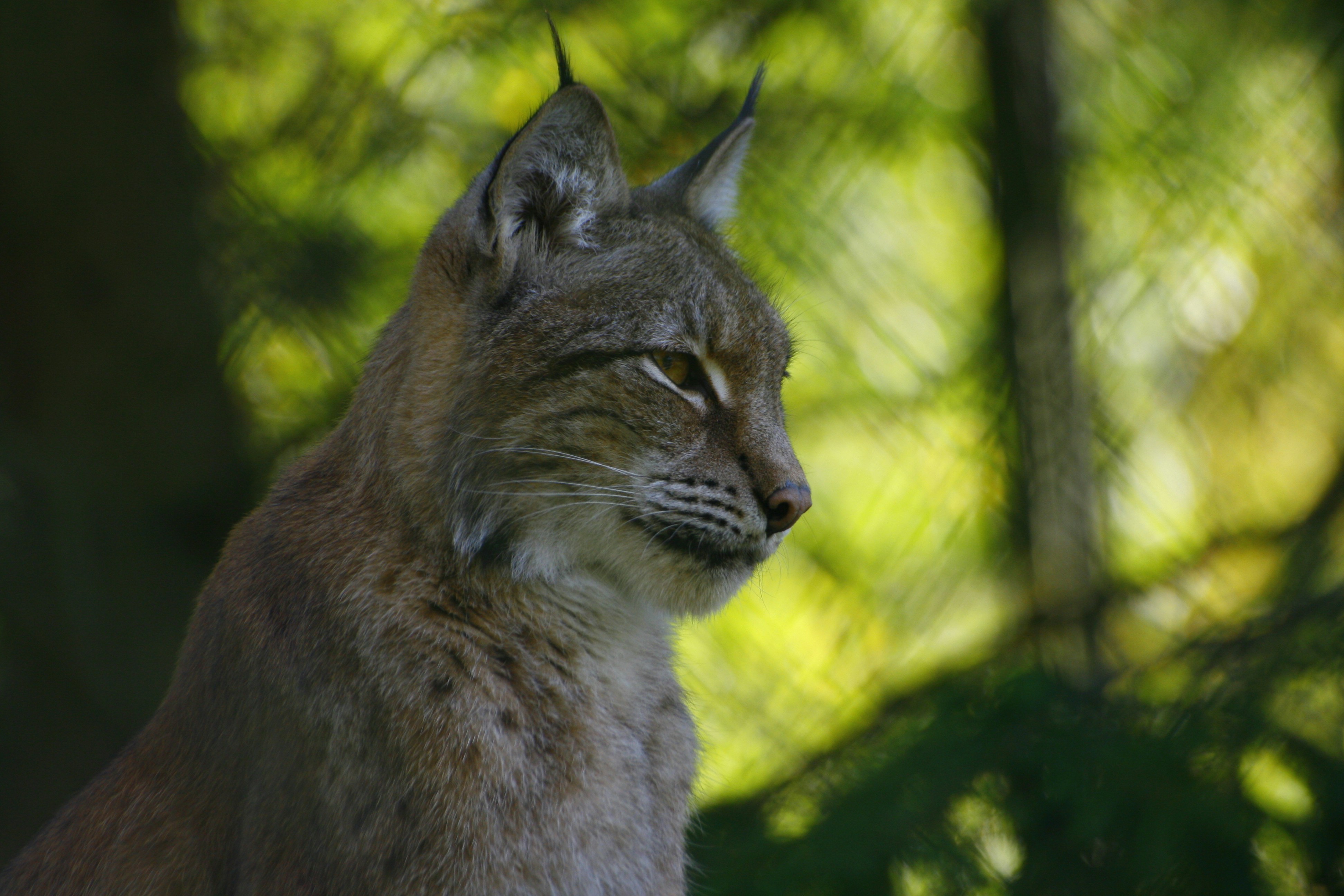 The Eurasian Lynx: Europe’s Elusive Survivor (image credits: unsplash)