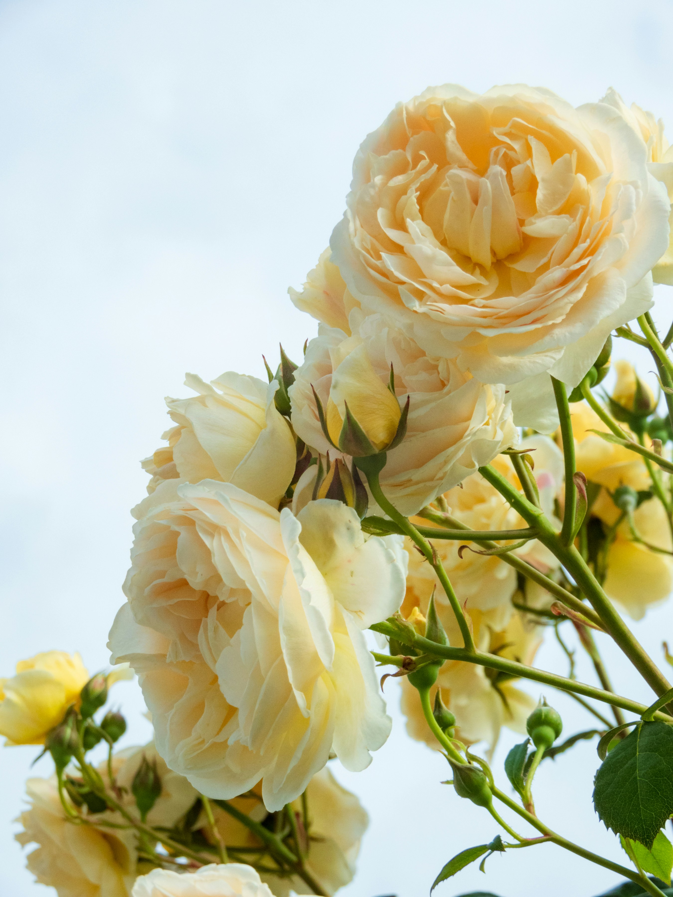 A close up of a yellow flower photo – Free Spring Image on Unsplash