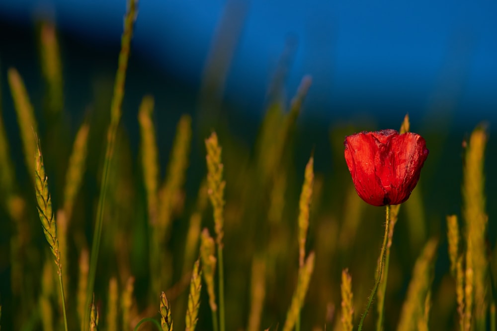 a red flower in a field of wheat