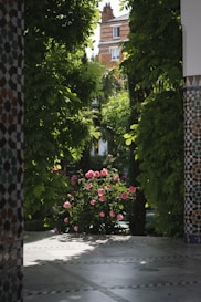 a garden with flowers