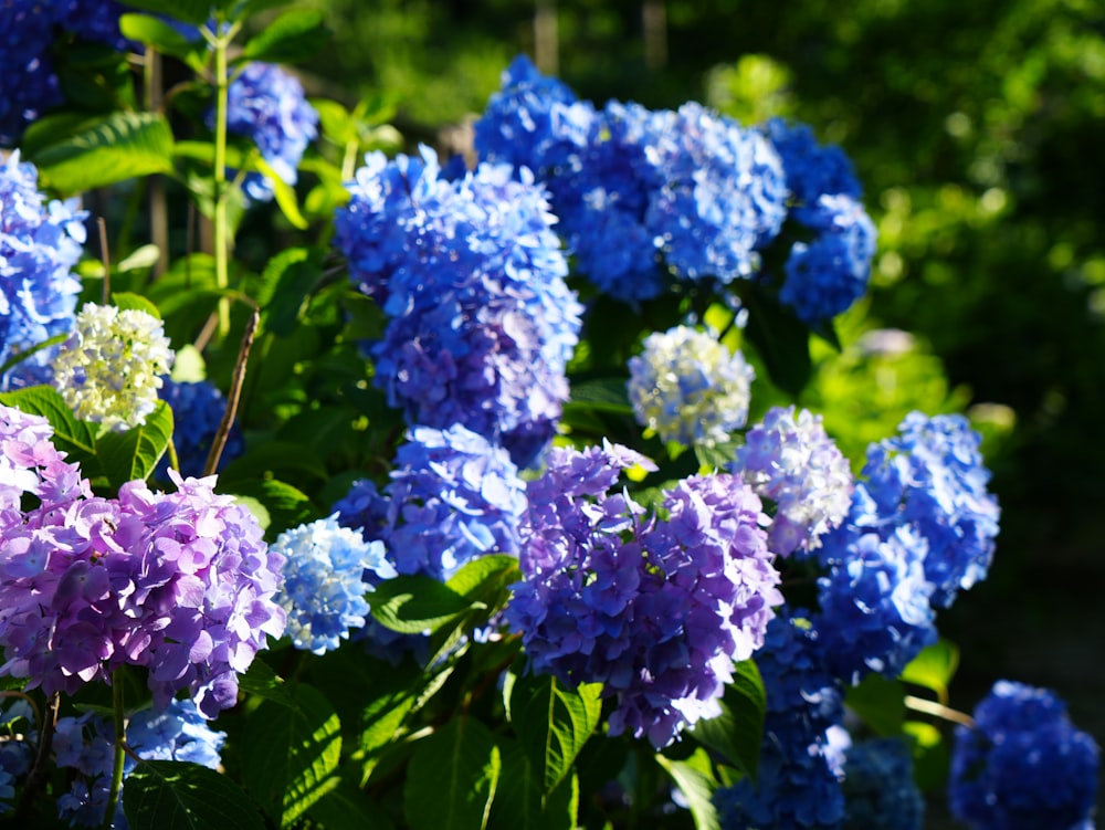 a group of blue flowers