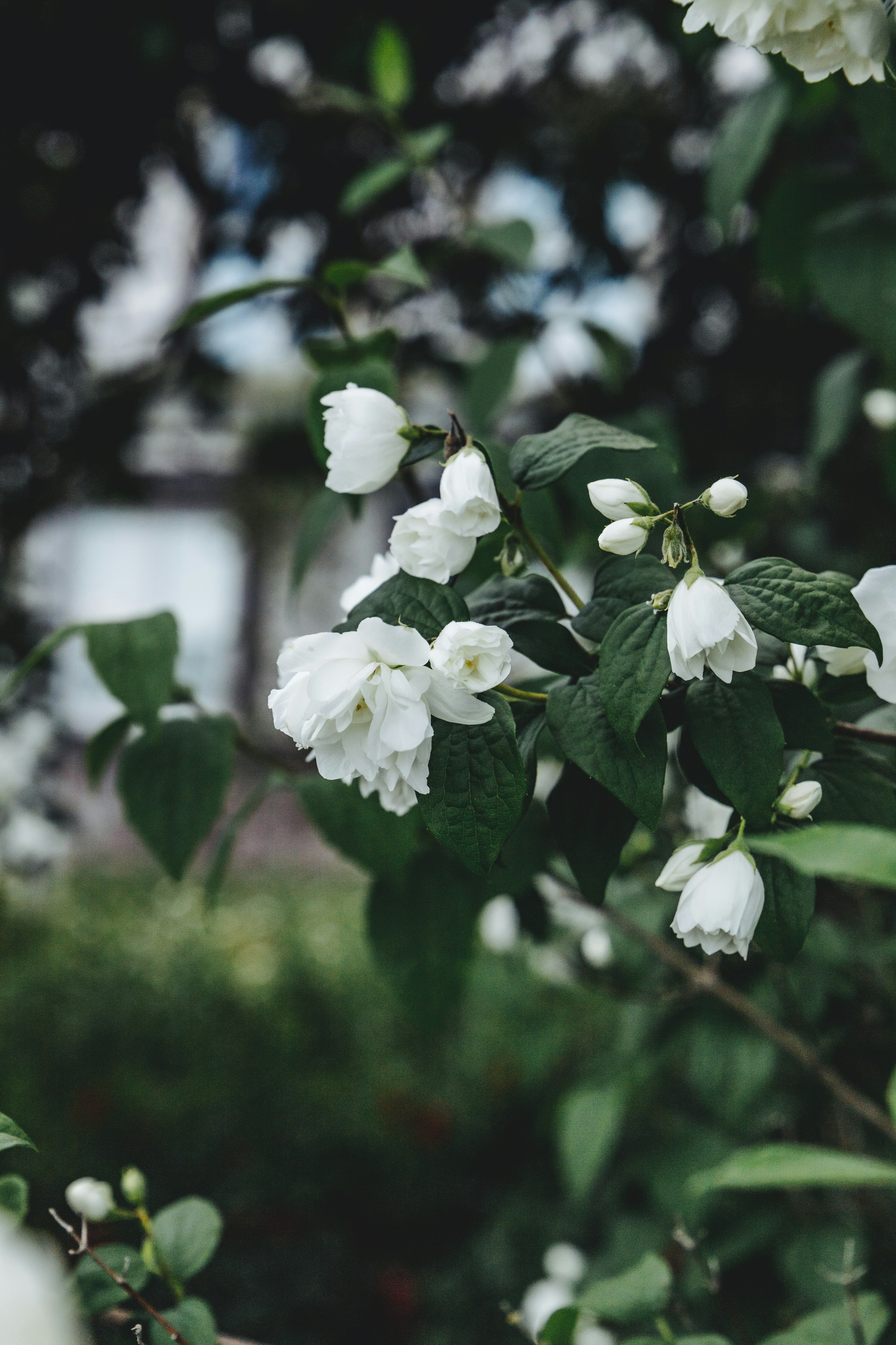 A close up of a plant with white flowers photo – Free Grey Image on ...