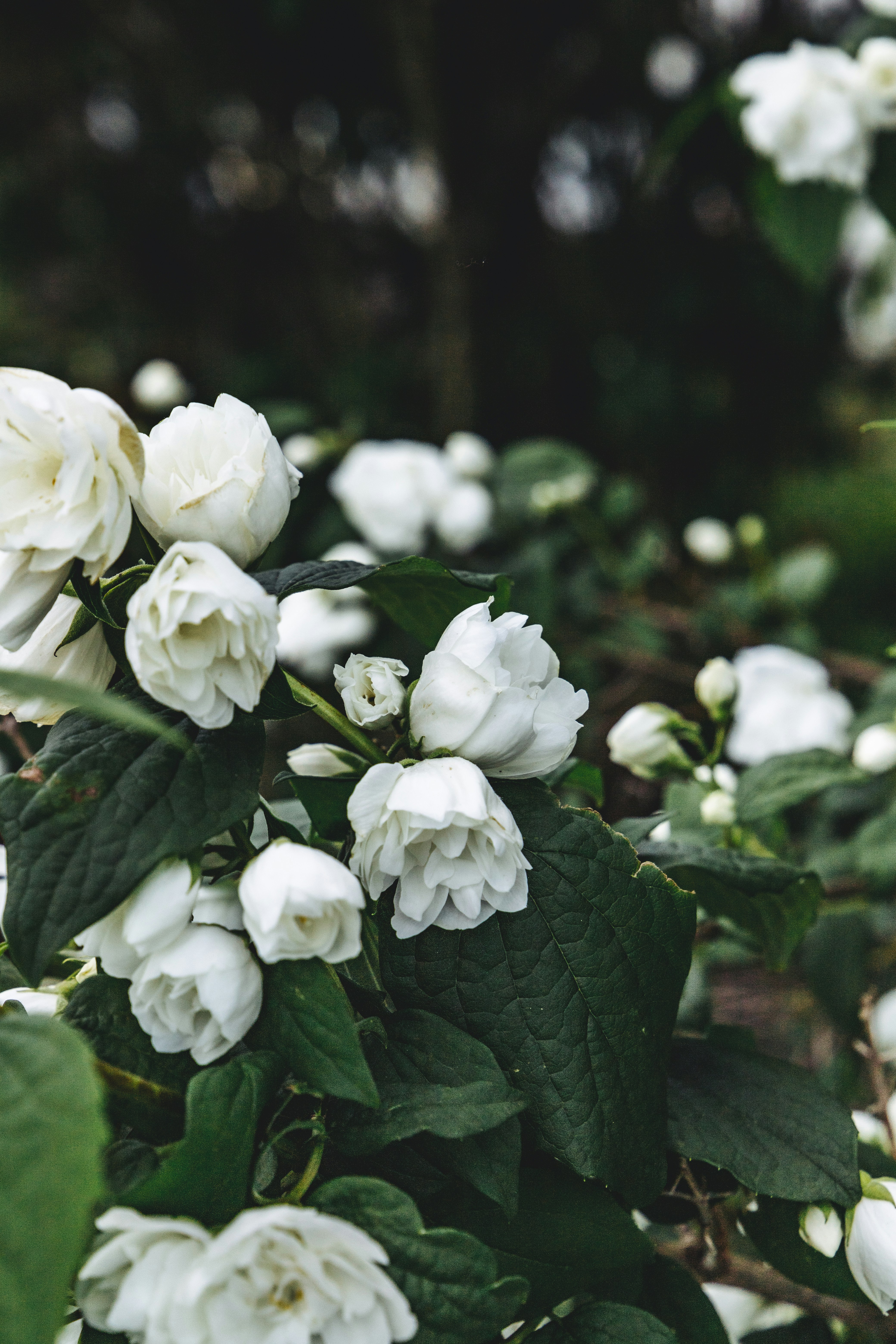 Photo by katharina_bill