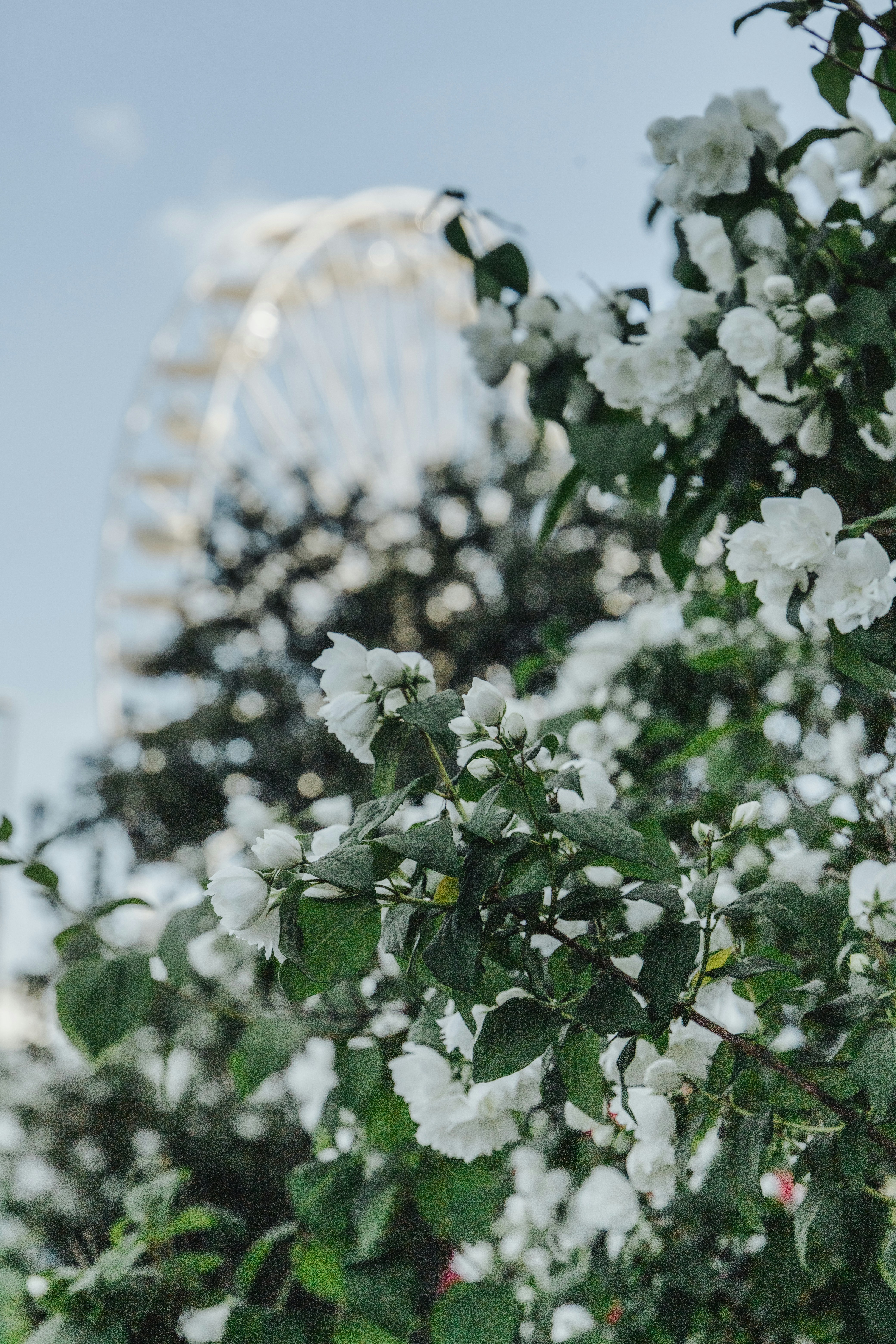 a white flower with green leaves