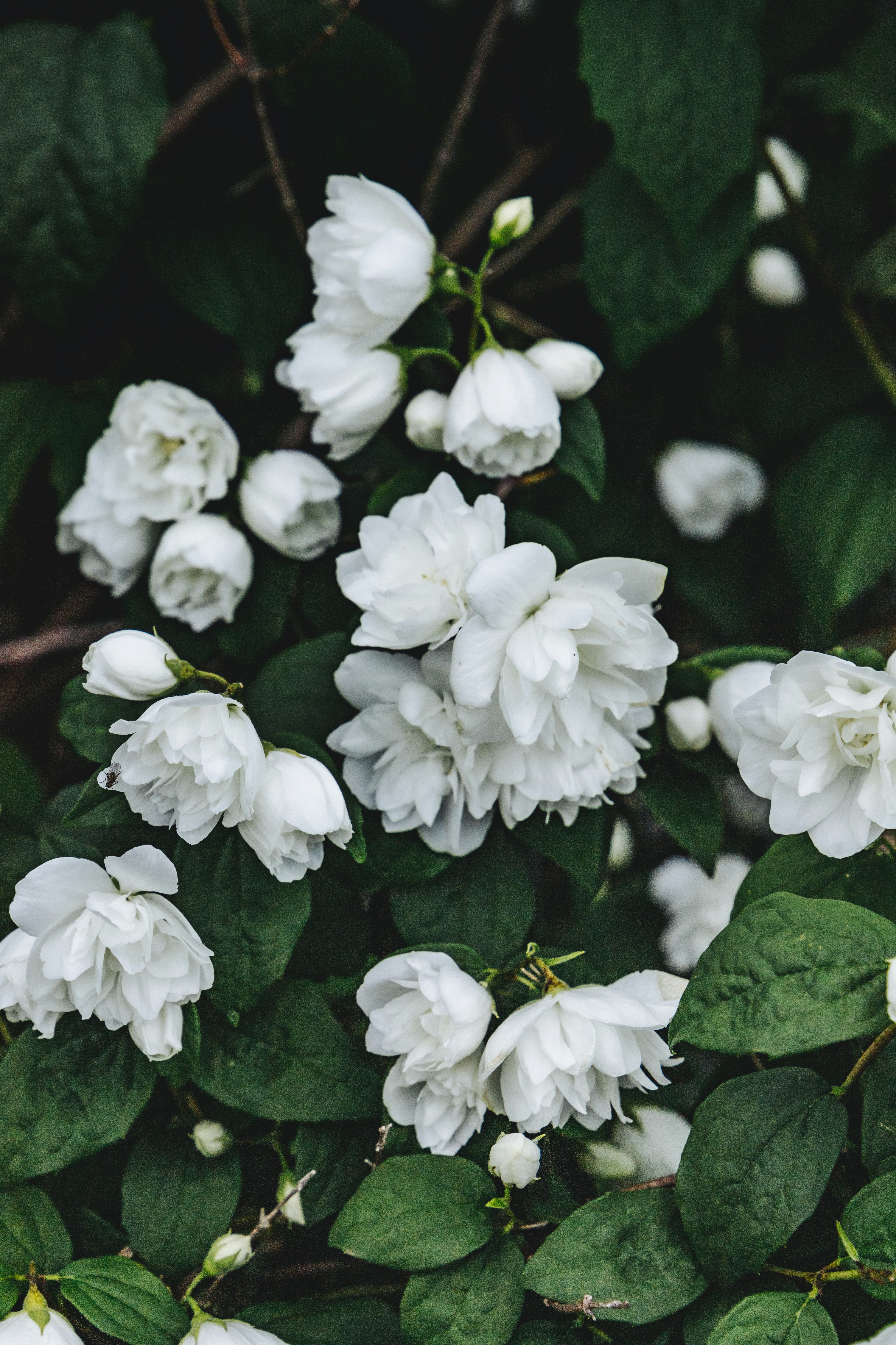 a group of white flowers