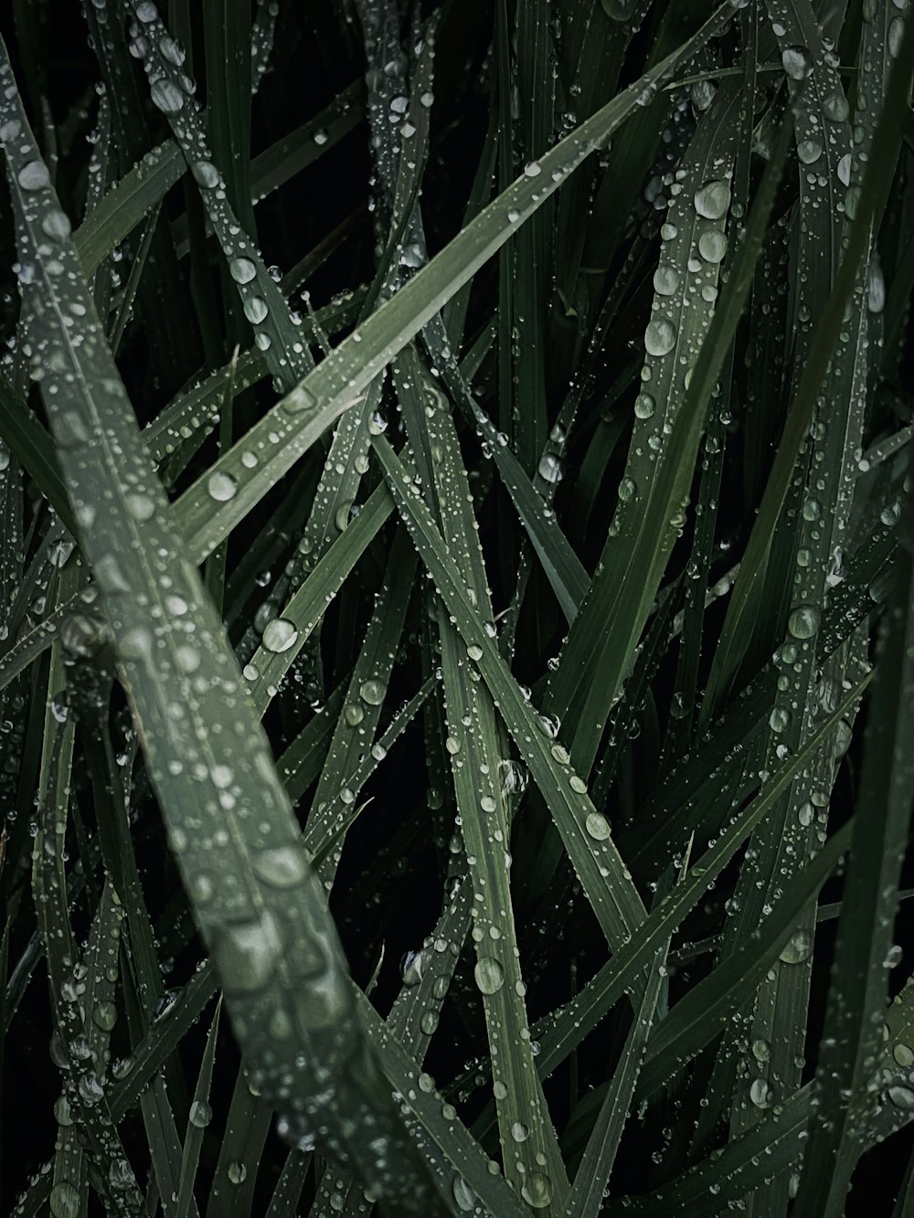 close up of a plant