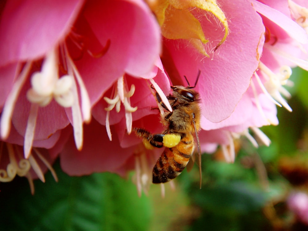 a bee on a flower