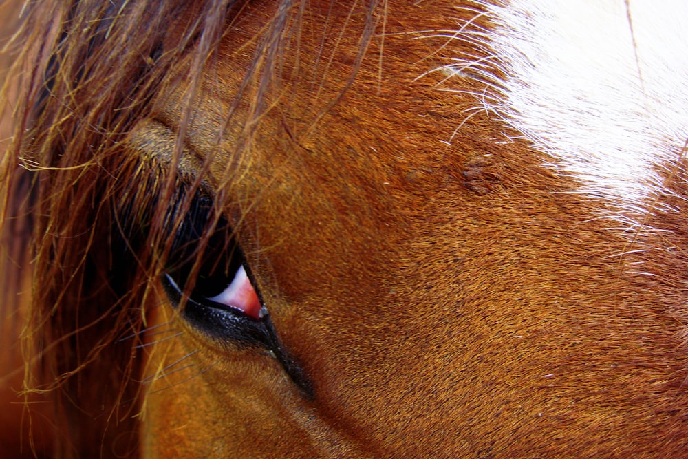 a close up of a horse's eye