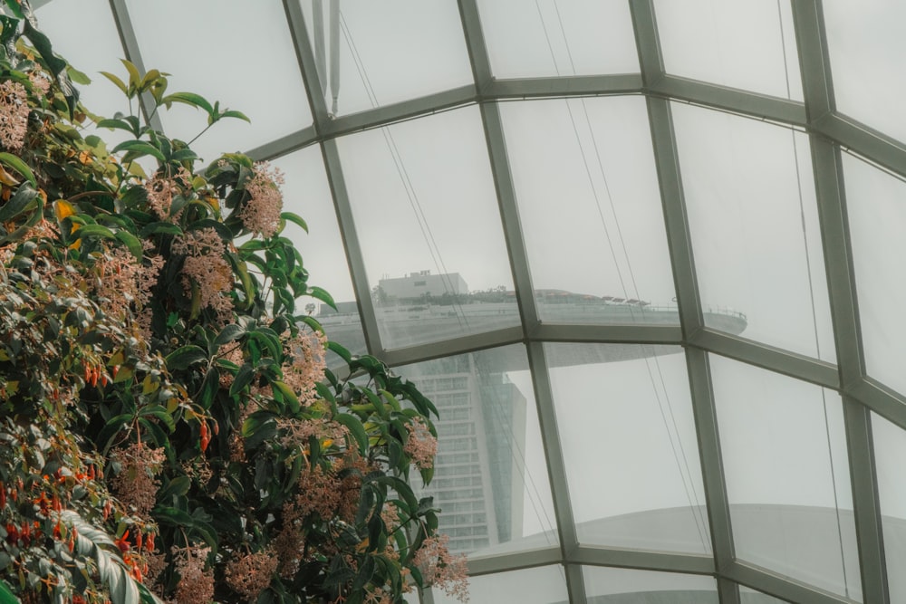 a plant with flowers in front of a window