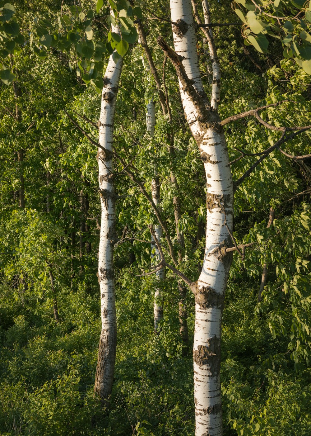 a group of trees with bark