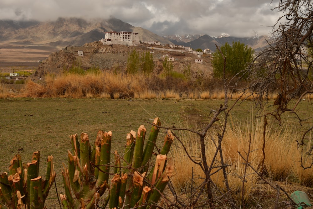 a field with plants and a building in the background