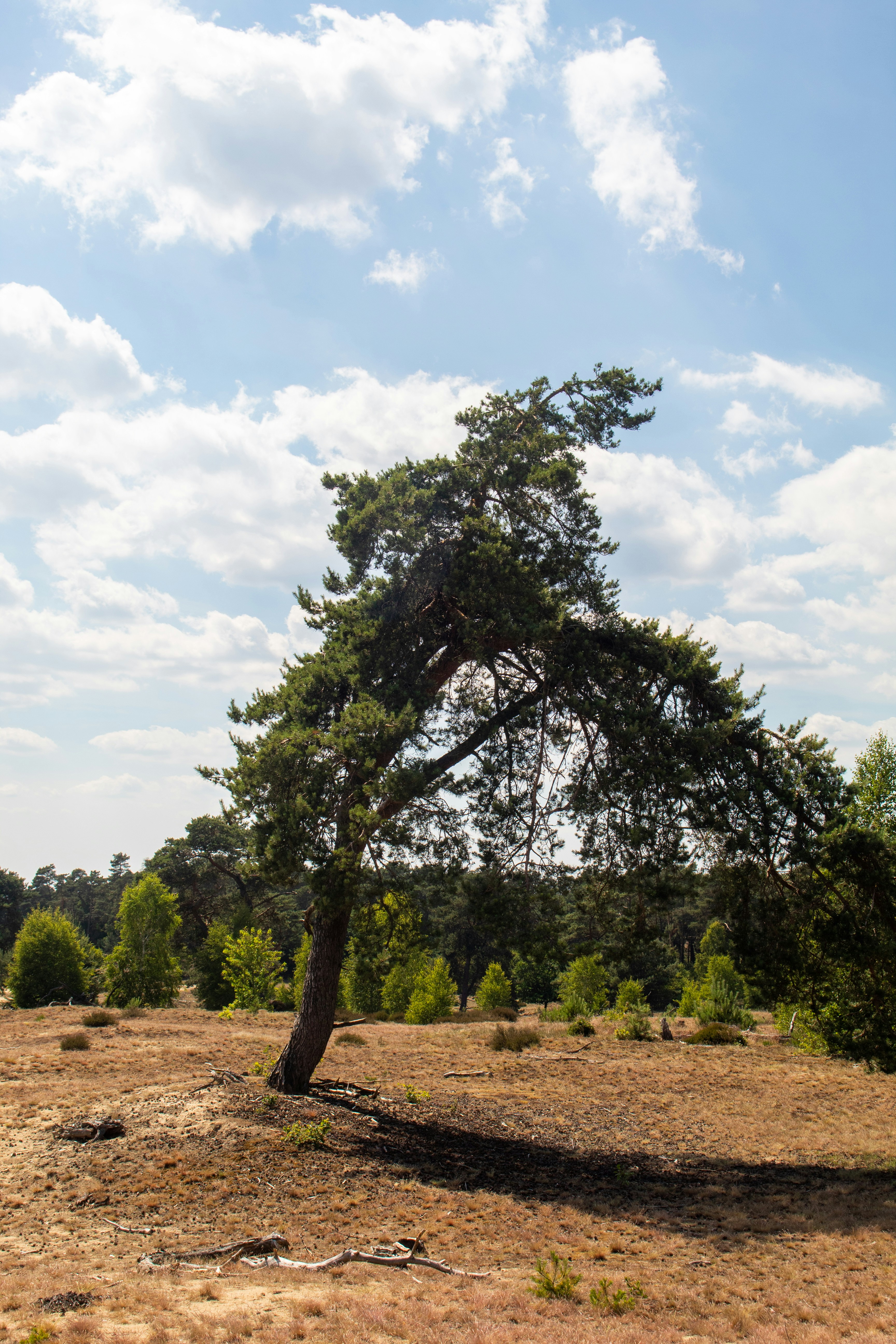 Un arbre dans un champ