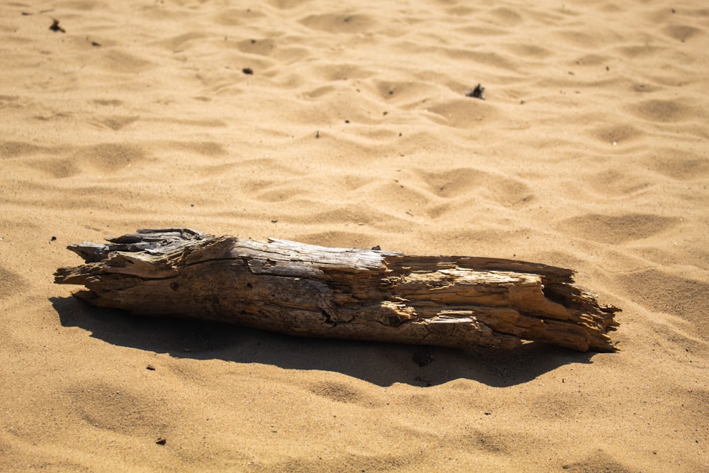 a log on the sand