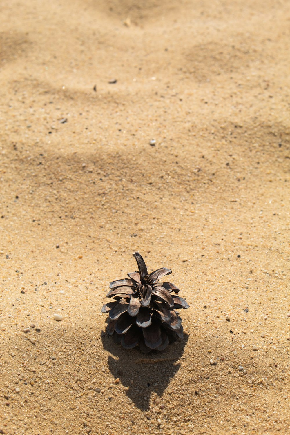 a pine cone on sand