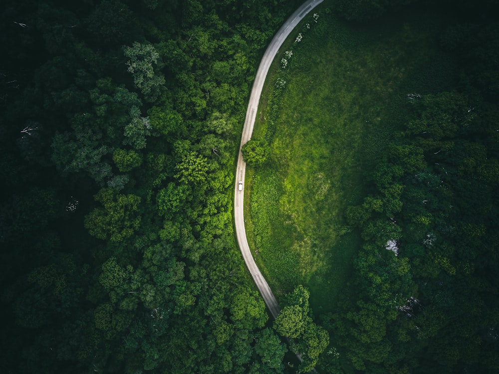 Una strada tortuosa attraverso una foresta