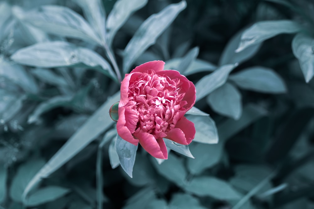 a pink flower on a plant