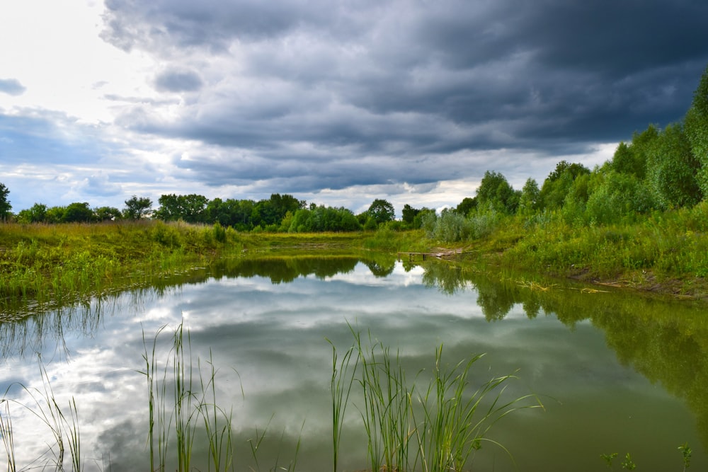 uno specchio d'acqua con piante e alberi intorno