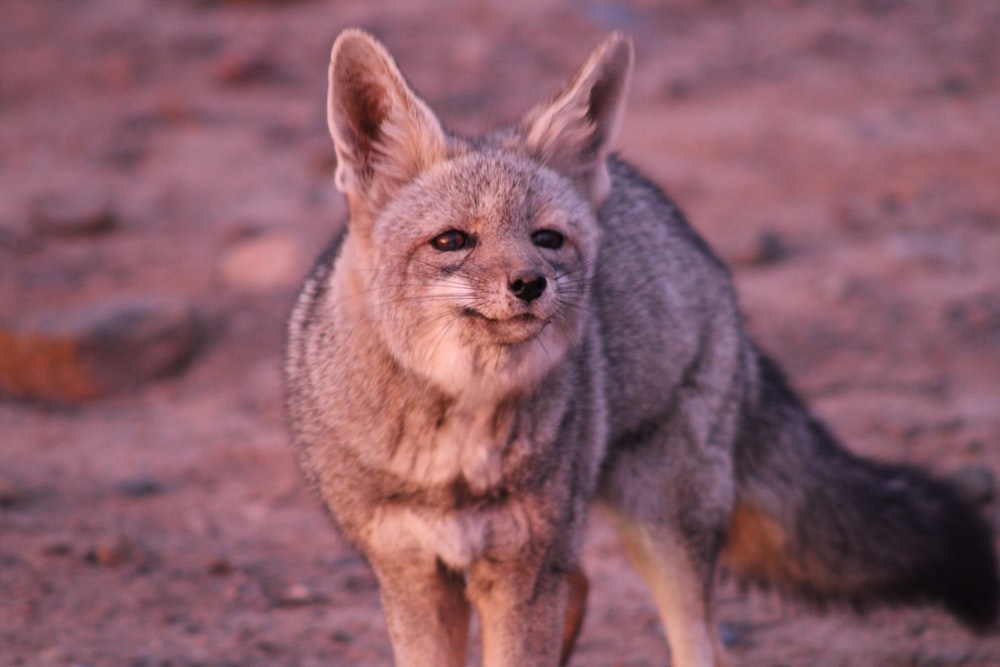 a fox standing on dirt