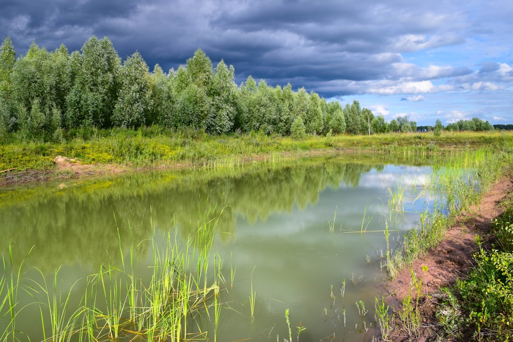 a body of water with trees around it