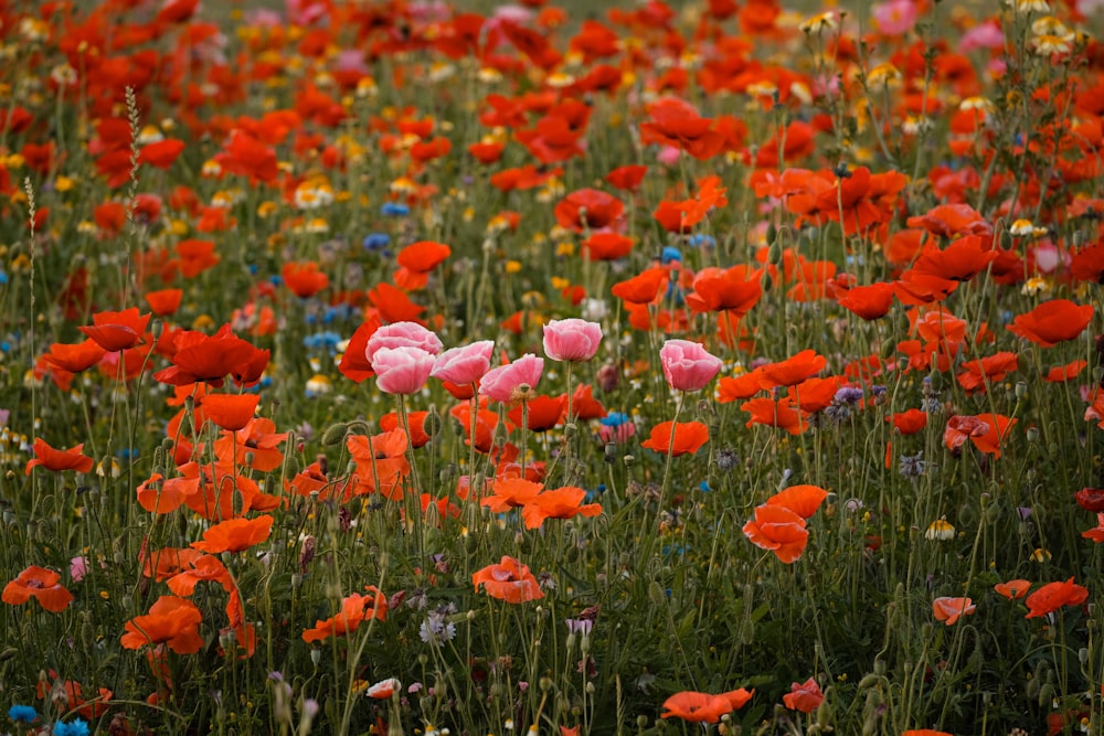 a field of colorful flowers