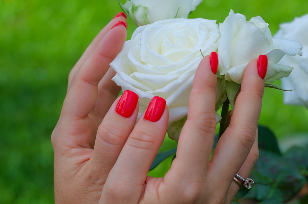 a person holding a white rose