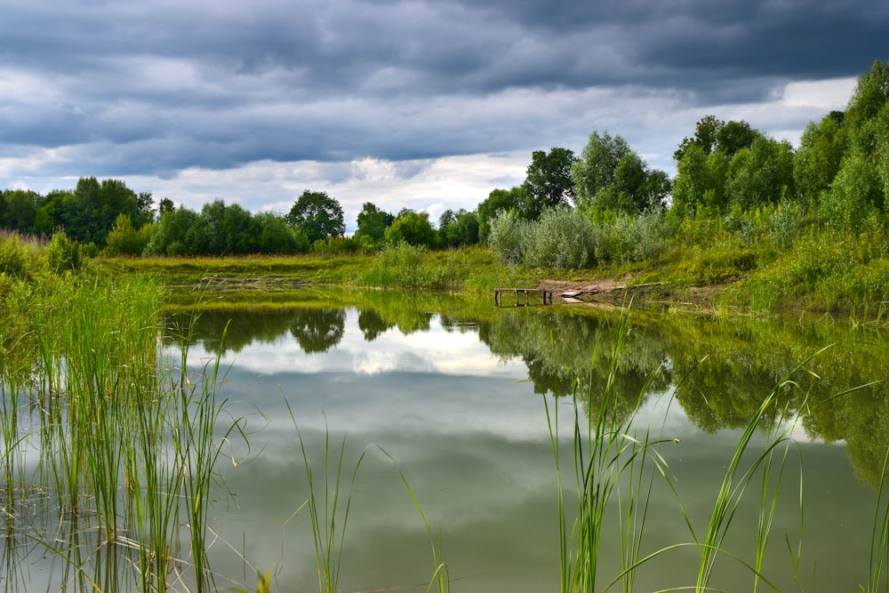 a body of water with trees around it