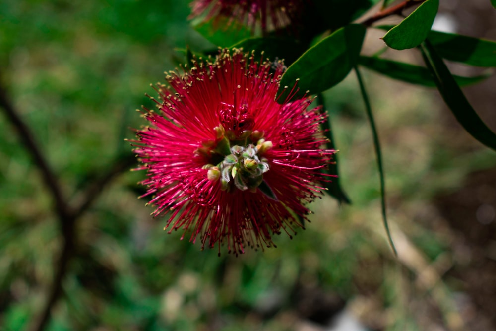 a red flower with green leaves