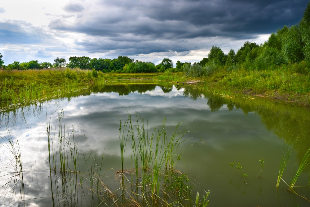 a body of water with plants and trees around it