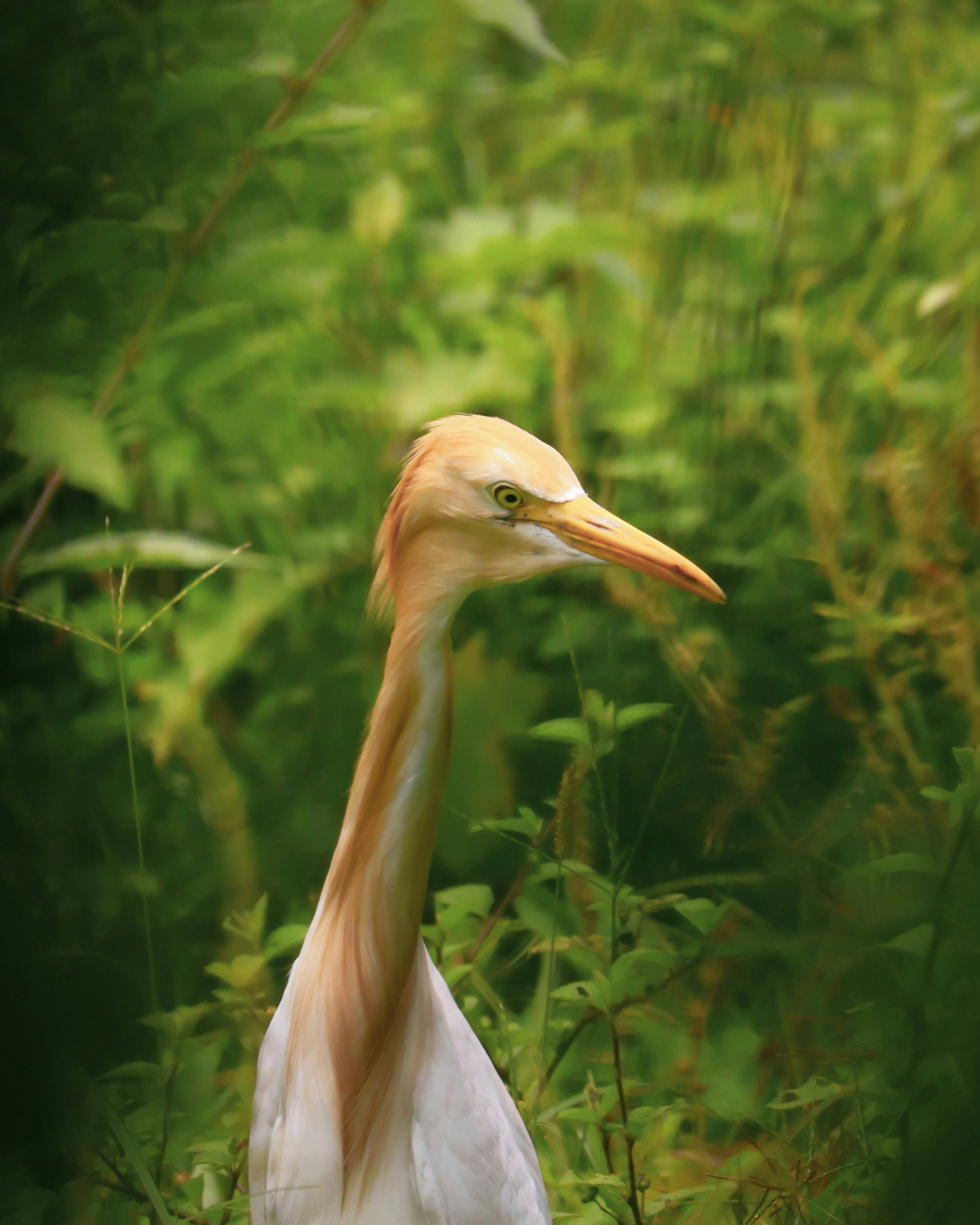 Photo by soonamwooeser