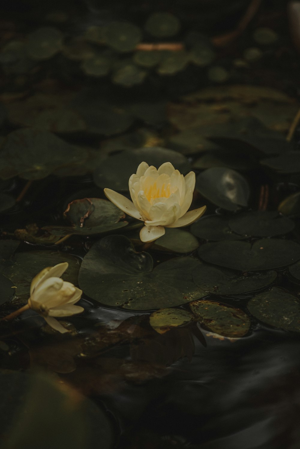 a flower floating on water