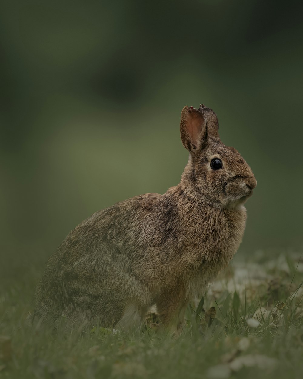 a brown rabbit standing on grass