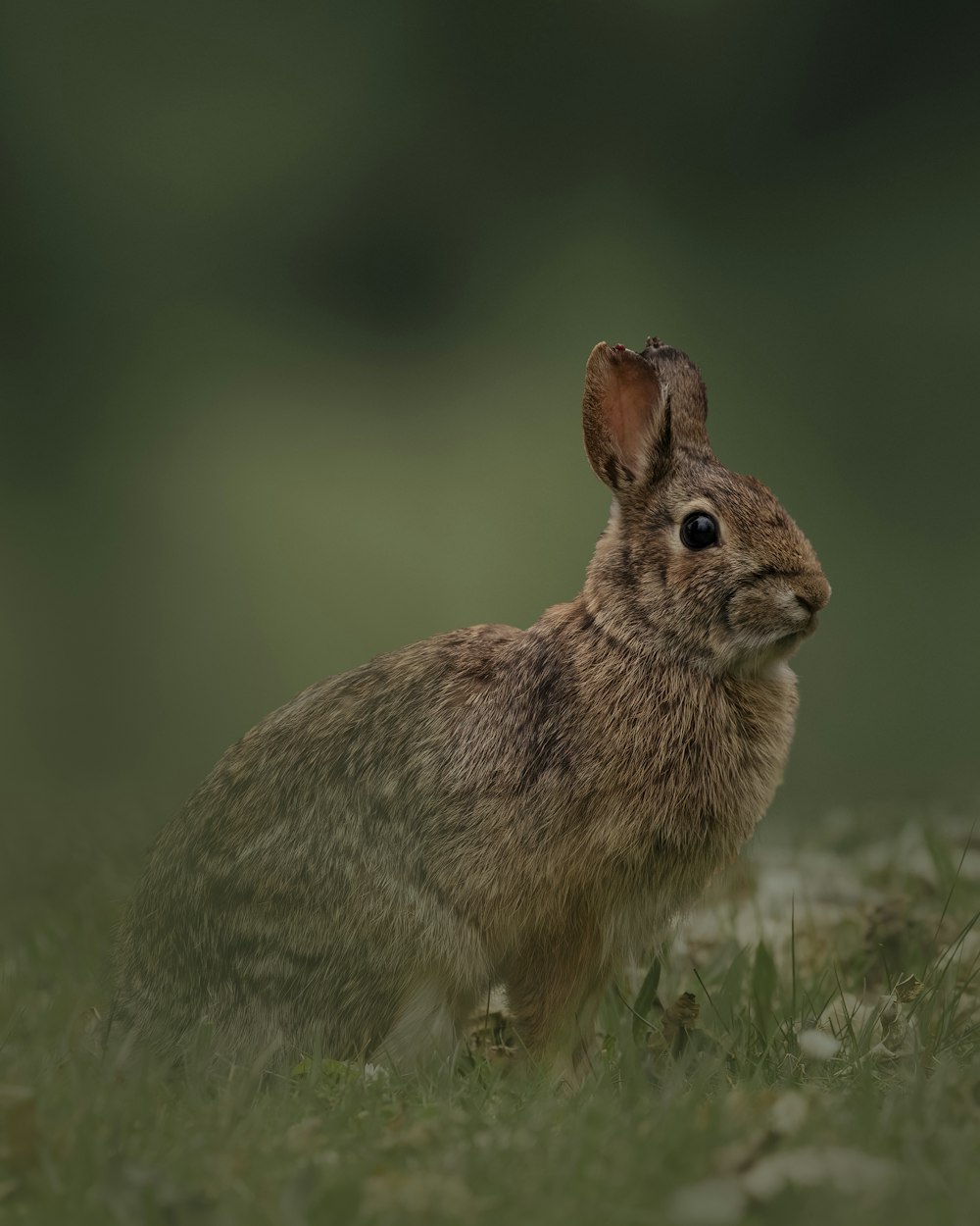 un lapin brun debout sur l’herbe