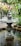 A stone fountain with intricate designs is positioned in the center of a small pond, surrounded by lush green foliage. The fountain is actively flowing, creating ripples in the clear water below. A wooden pergola is seen in the background, providing a shaded area, with vines cascading over its beams. The setting is peaceful and inviting, hinting at a garden or park environment.