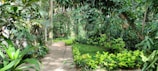 A beautifully landscaped garden with tropical plants and a stone pathway in Ivory Coast.