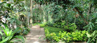 Lush tropical garden path leading to a hidden spa retreat.