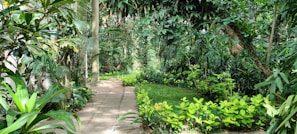 Garden path lined with tropical plants and flowers.