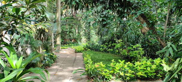 Tropical garden path lined with vibrant green plants and stone details.