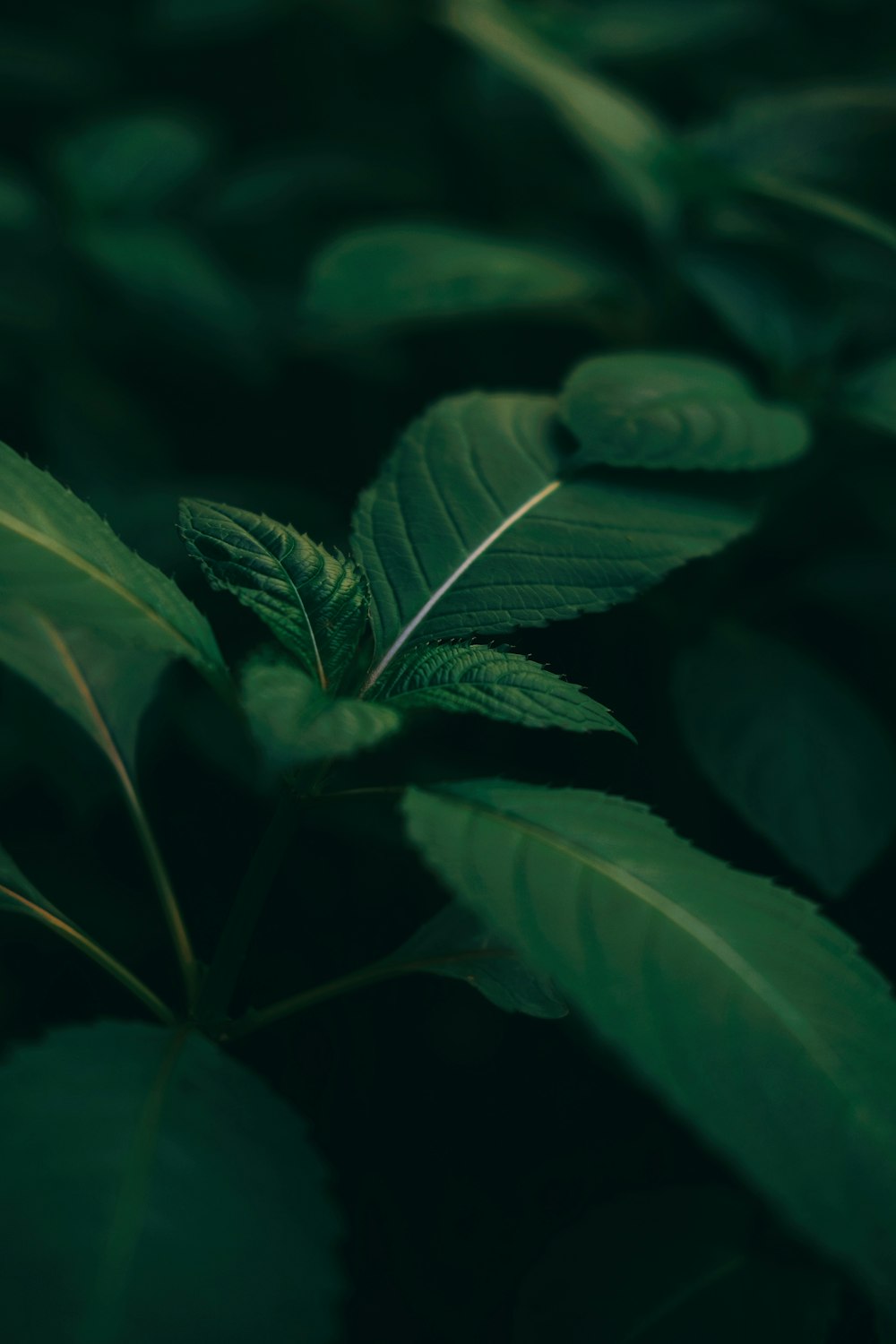 a close up of a leaf