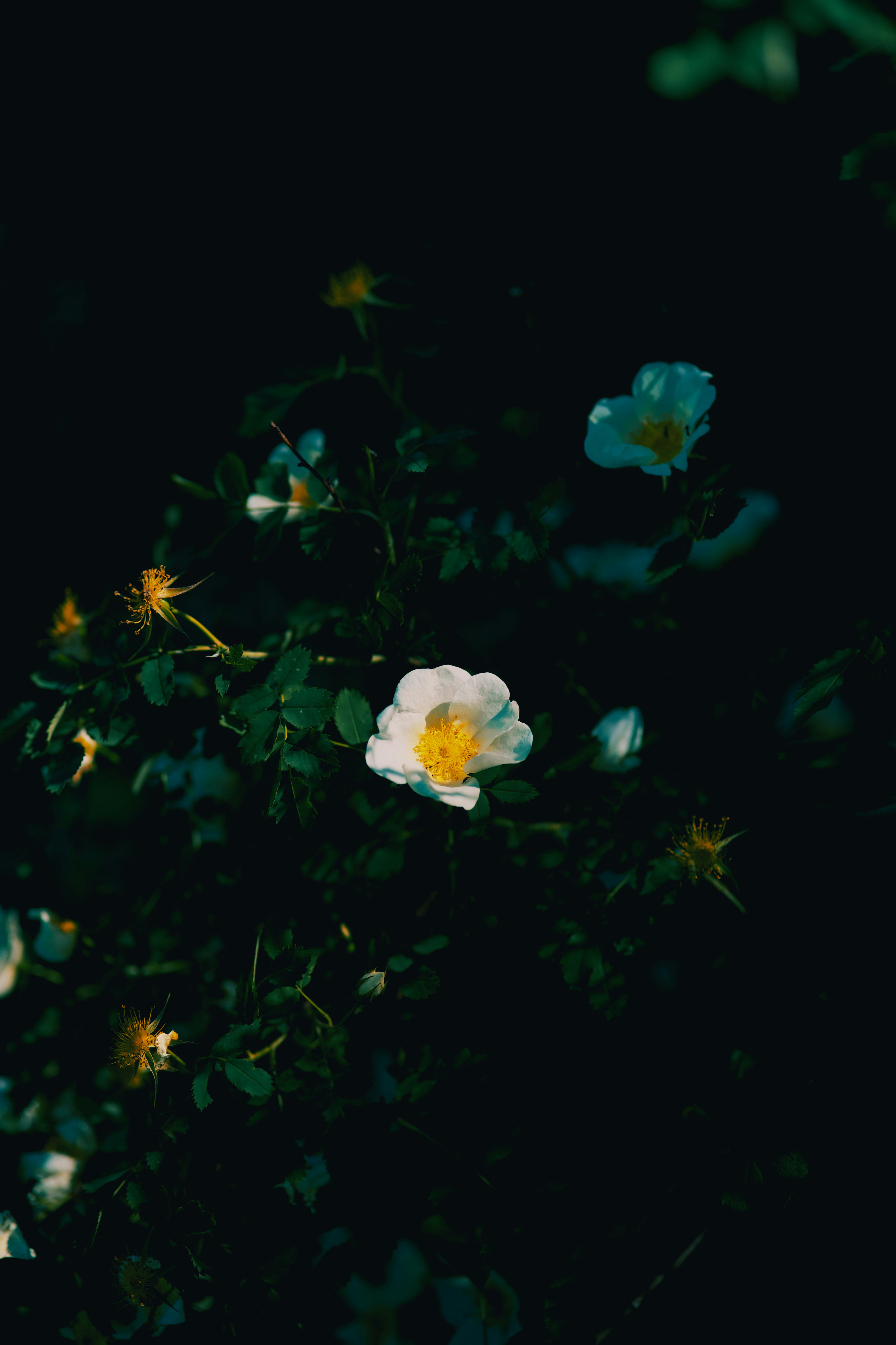 Photo by koshiera